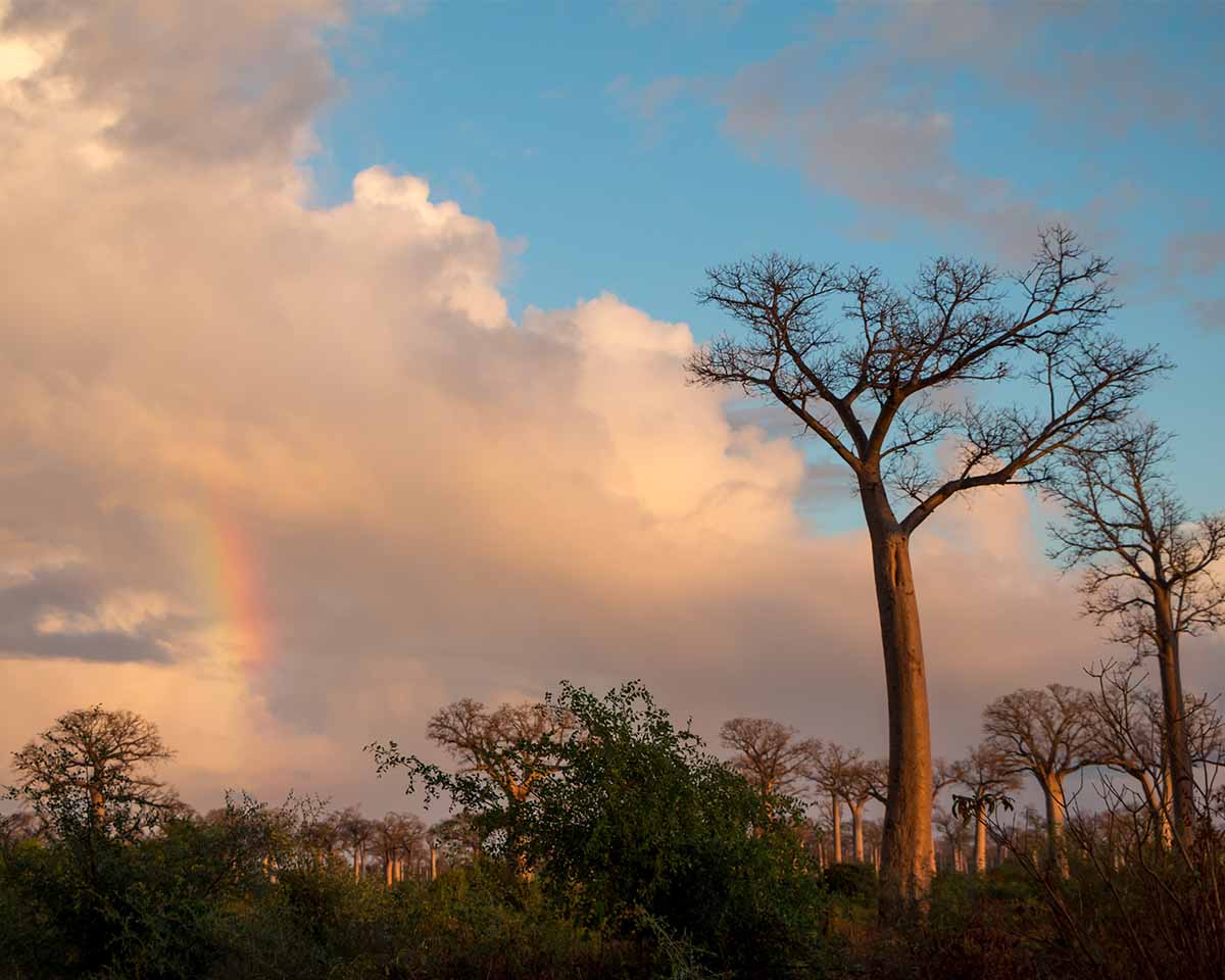 A faint glimpse of a rainbow behind some tall baobab trees