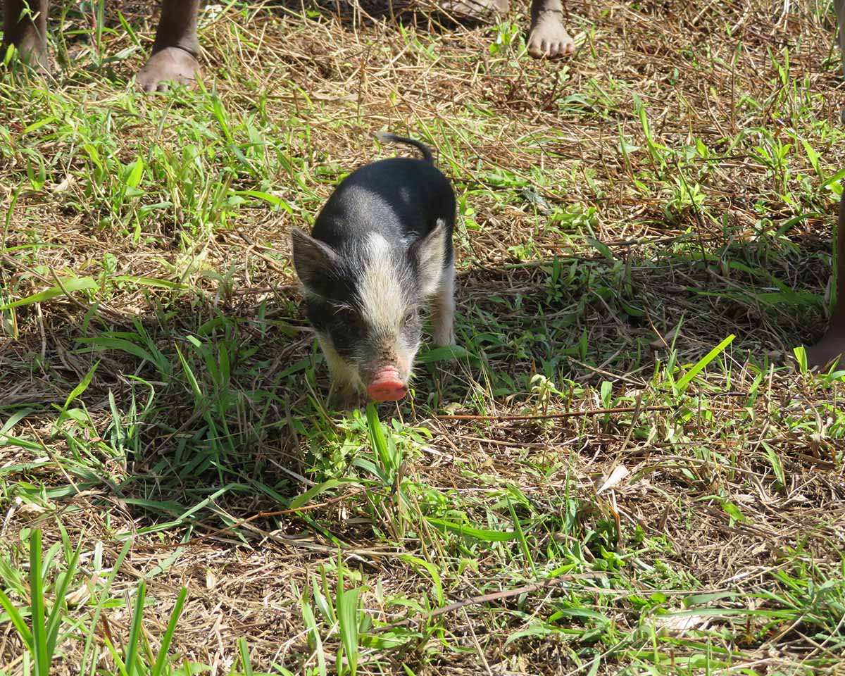 A small piglet wandering a field in PNG