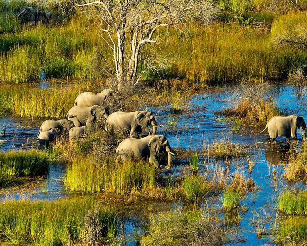 Elephants in Okavango delta